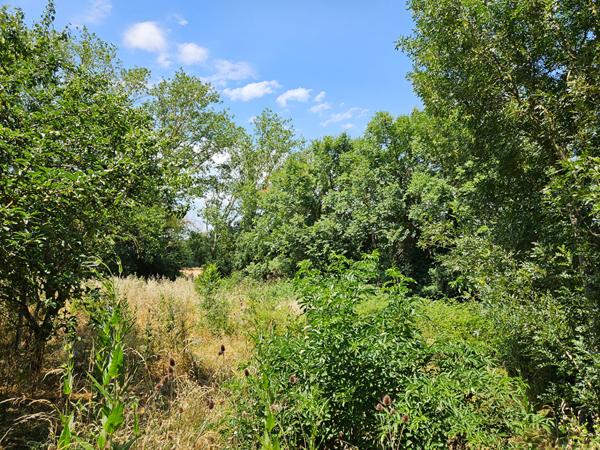 Partie de domaine sur 1.3 ha à Pennautier Pennautier