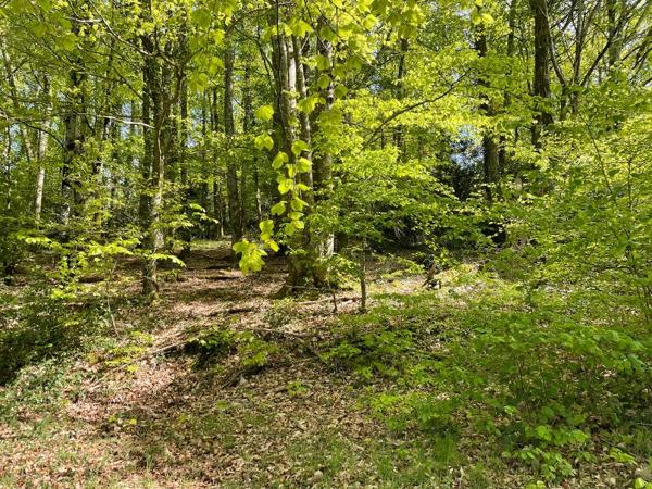 Corps de ferme avec 12 hectares- fort potentiel  dans un secteur calme et verdoyant  Creuse