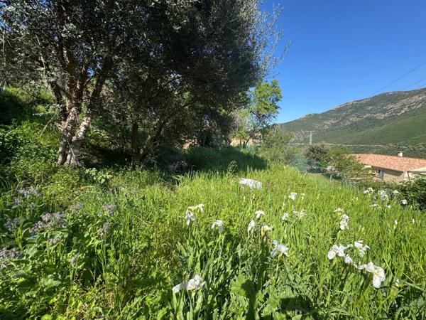 Terrain à vendre à OCCHIATANA (20)