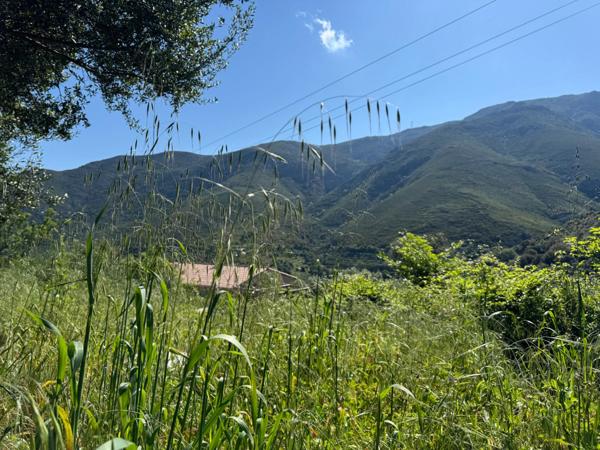 Terrain à vendre à OCCHIATANA (20)