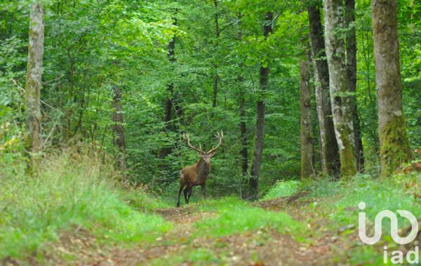 Terrain à vendre 307 008 m² Orquevaux
