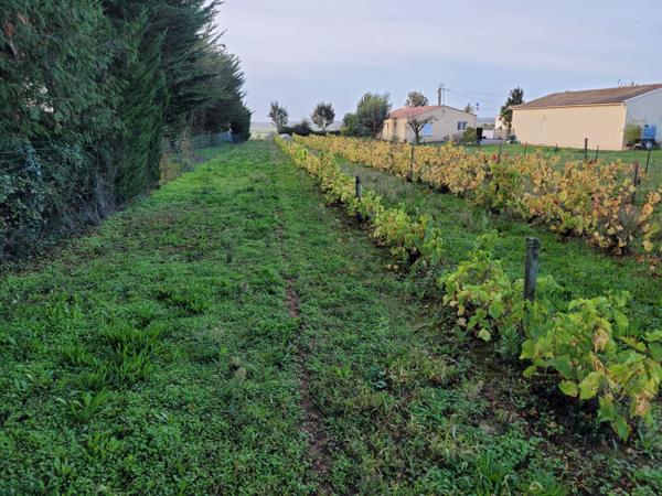 Saint-Aubin-la-Plaine (85210) Terrain constructible hors lotissement à viabiliser