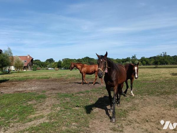 Vente Maison à Mézidon Vallée d'Auge