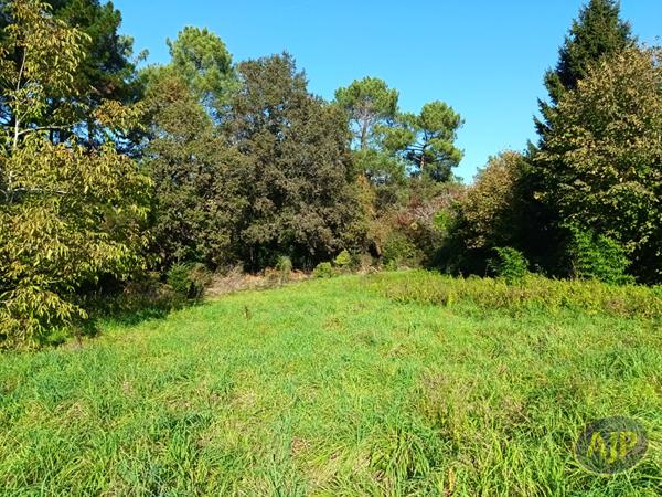 Vente terrain Questembert : 87 000 € - AJP Immobilier Questembert