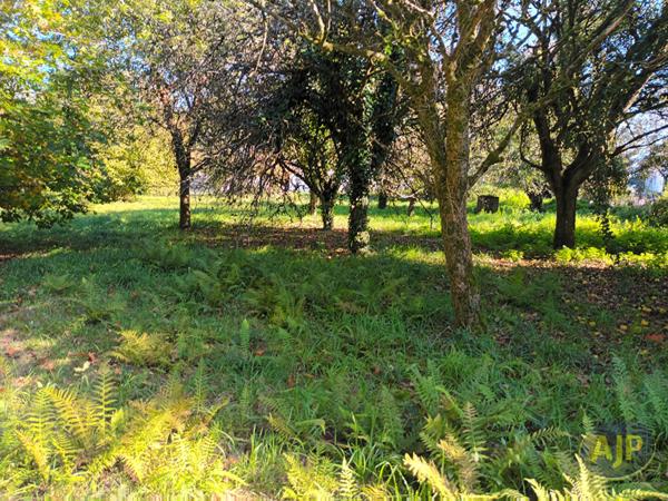 Vente terrain Questembert : 87 000 € - AJP Immobilier Questembert