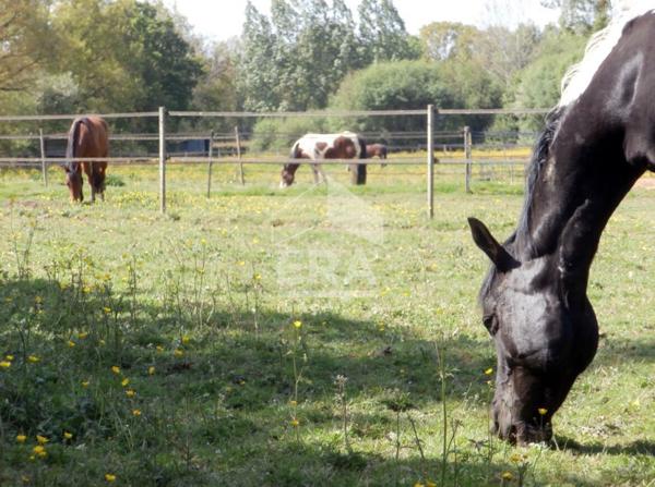 Propriété équestre Dunkerque