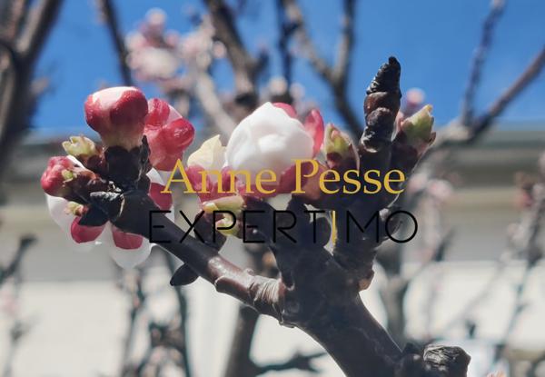 Champigny-sur-Marne (94500) Maison 6 pièces rénovée par architectes – Quartier du Plant, Champigny-sur-Marne