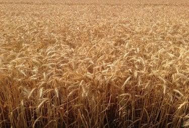 Bien agricole à vendre à Levroux dans l'Indre (36110), ref : 021/1554