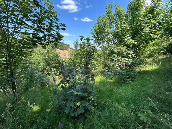 Terrain de loisirs - Chateau-Gontier-sur-Mayenne