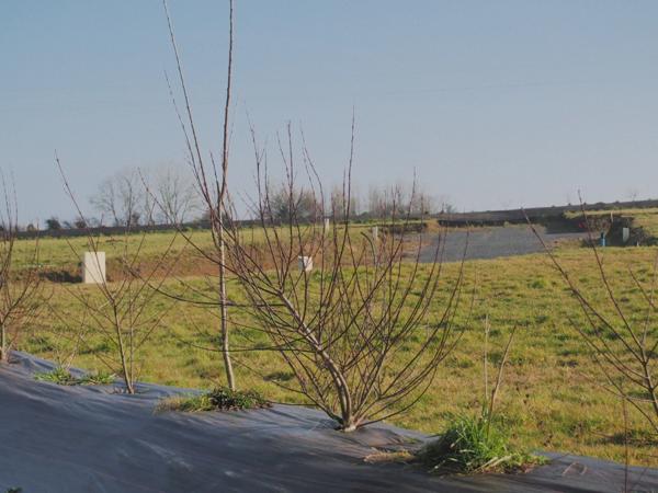 Terrain à bâtir de 719 m² à vendre – Bonnemaison (14260)