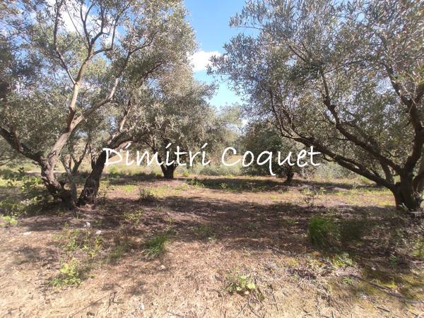 Oliveraie a vendre Hérault
