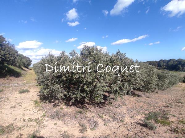 Oliveraie a vendre Hérault