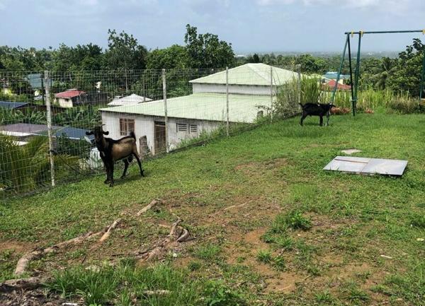 Maison à louer    3 pièces • 782 m2 Sainte-Rose