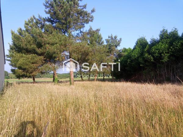 Terrain verdoyant arboré de pin