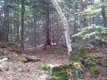 Terrain de loisirs - Bois - Etang à vendre à La Folletière-Abenon dans le Calvados (14290), ref : 14058-1510