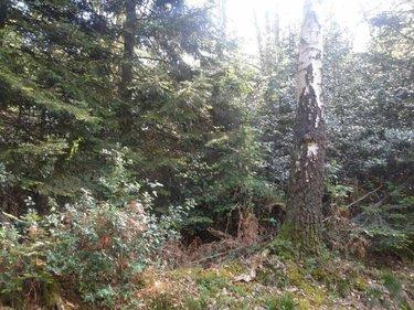 Terrain de loisirs - Bois - Etang à vendre à La Folletière-Abenon dans le Calvados (14290), ref : 14058-1510