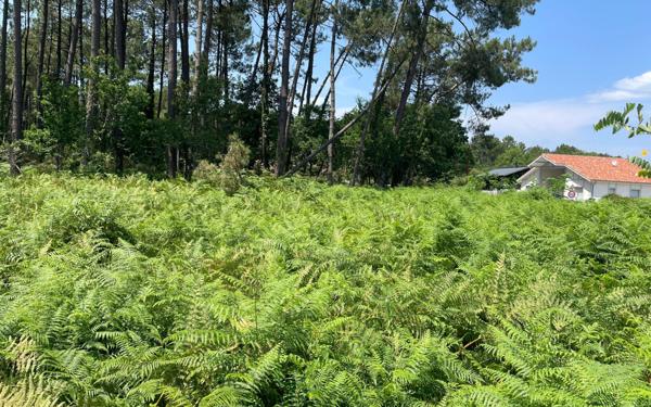 Terrain à vendre    Parentis-en-Born