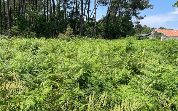 Terrain à vendre    Parentis-en-Born