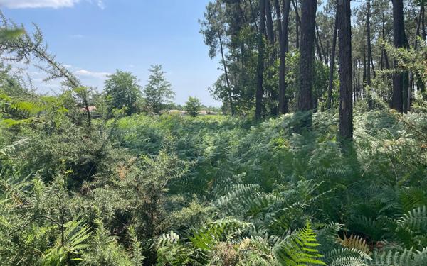 Terrain à vendre    Parentis-en-Born