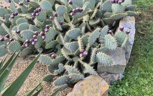 Maison à vendre    3 pièces •  Pouancé