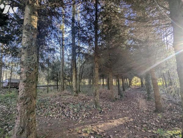 Maison de plain-pied, très lumineuse, avec dépendances , étang et terrain boisé