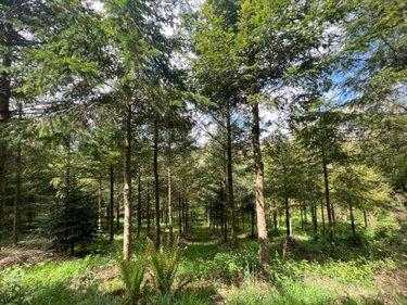 Terrain de loisirs - Bois - Etang à vendre à Châteauneuf-du-Faou dans le Finistère (29520), ref : 29060-1080156