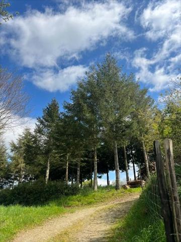 Terrain de loisirs - Bois - Etang à vendre à Châteauneuf-du-Faou dans le Finistère (29520), ref : 29060-1080156