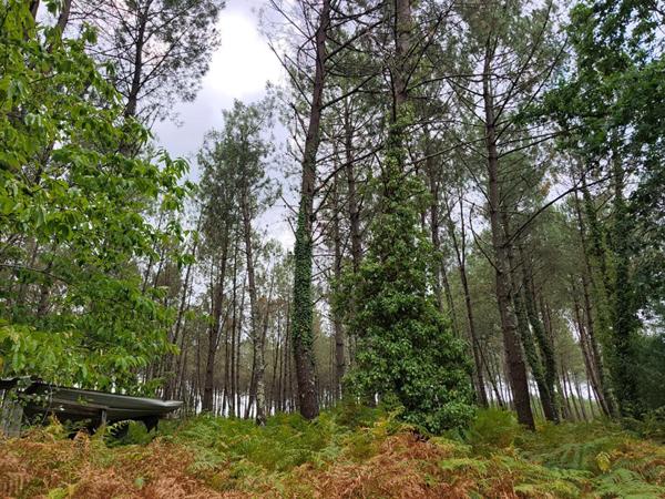 Terrain forestier