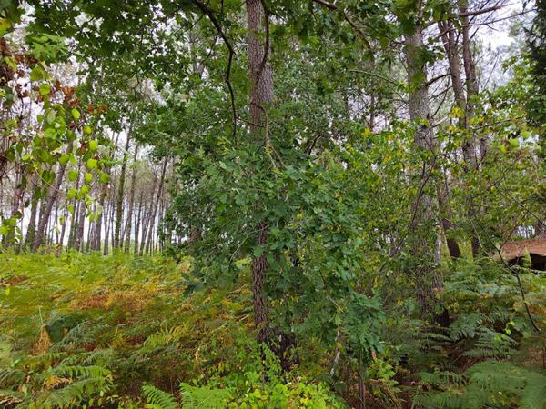 Terrain forestier