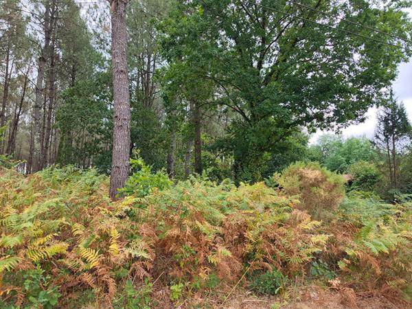 Terrain forestier
