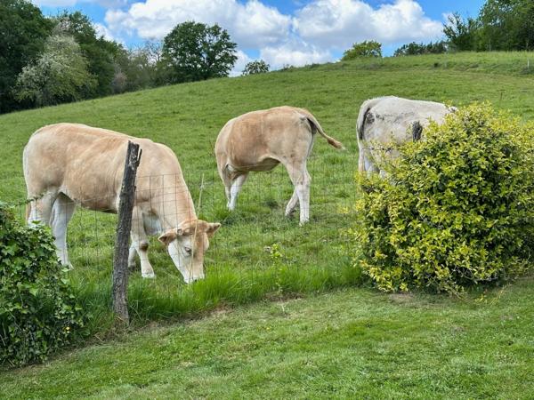 Dpt Hautes Pyrénées (65), à vendre maison P6 de 230 m² - Terrain de 5 500,00 m² - Plain pied - piscine intérieure