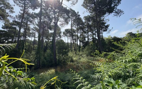 Appartement à vendre    3 pièces • 63 m2 Seignosse