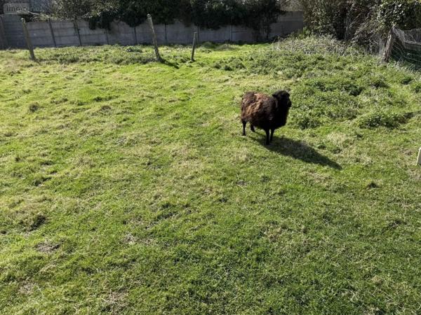 Terrain à Batir à vendre à Pléneuf-Val-André dans les Côtes-d'Armor (22370), ref : 025/2609 PLENEUF VAL ANDRE - Centre Bourg