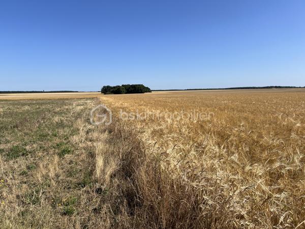 Terrain de 1 077 m²