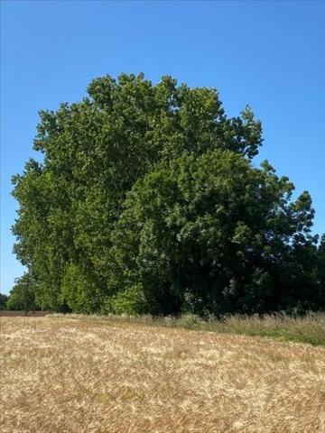 Terrain de loisirs - Bois - Etang à vendre à Cherrueix en Ille-et-Vilaine (35120), ref : 35130-969112