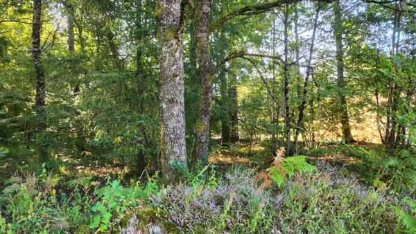 TERRAIN 1245M² - ENVIRONNEMENT CAMPAGNE - CALME