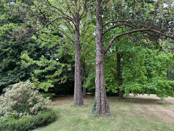 Maison Remalard 5 pièce(s) 87 m2