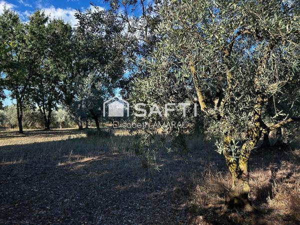 À Oraison, laissez-vous séduire par cette oliveraie et sa magnifique vue sur la vallée de la Durance