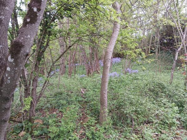 SERIGNE (85) EN CAMPAGNE SPACIEUSE MAISON EN PIERRES A RENOVER AVEC DEPENDANCES SUR 6700M² A PRIX FOU