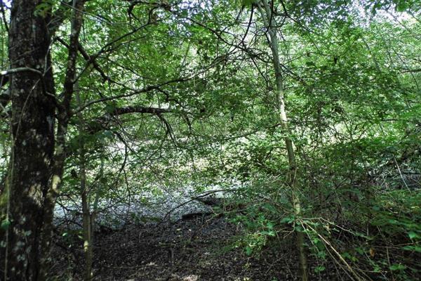 Propriété de chasse Coullons