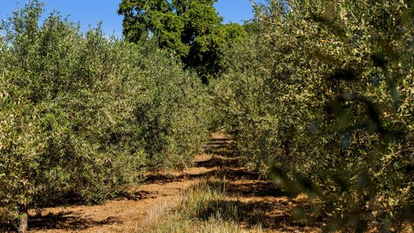 Domaine provençal d’exception aux portes de Saint-Tropez