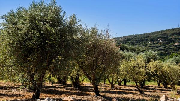 Domaine provençal d’exception aux portes de Saint-Tropez