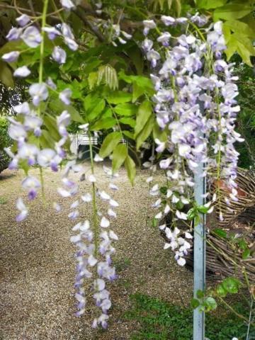 Maison 4 ch au calme / clos de mur