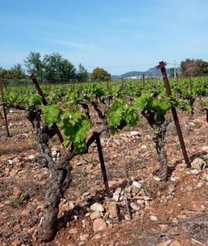 Exploitation agricole Cave pierres du Gard 400 m2 sur 9,5Ha de vignes