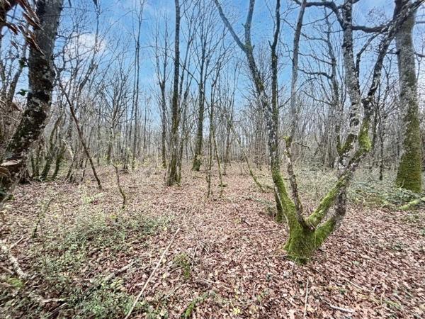Environ 14 hectares de bois avec un étang