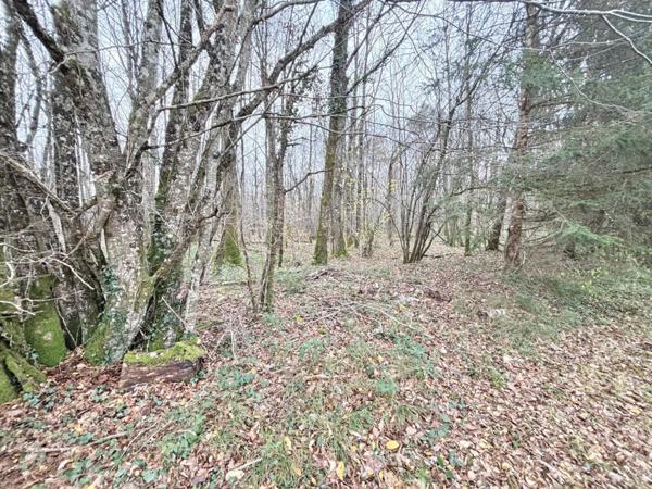 Environ 14 hectares de bois avec un étang