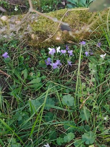 Maison 5 pièces au calme absolu dans une impasse.