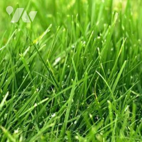 Vente terrain à bâtir Langourla