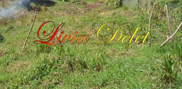 Terrain à vendre LE ROBERT (972)