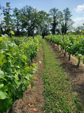 Maison Girondine du 19ème Siècle sur un Vignoble de 7 ha